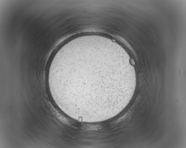 X0000082150831200702162206