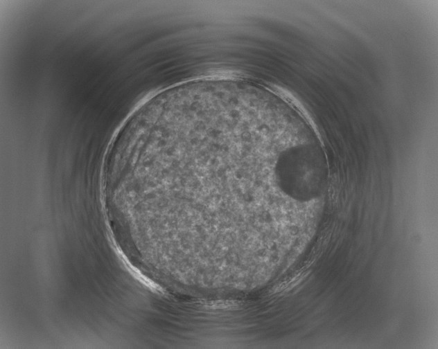 X0000082150851200702162207