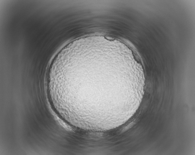 X0000082150859200702162207