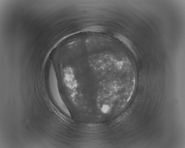 X0000082150923200702162205