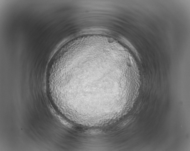 X0000082150994200702162204