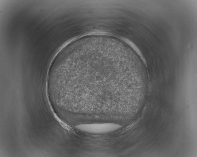 X0000082151245200702162200