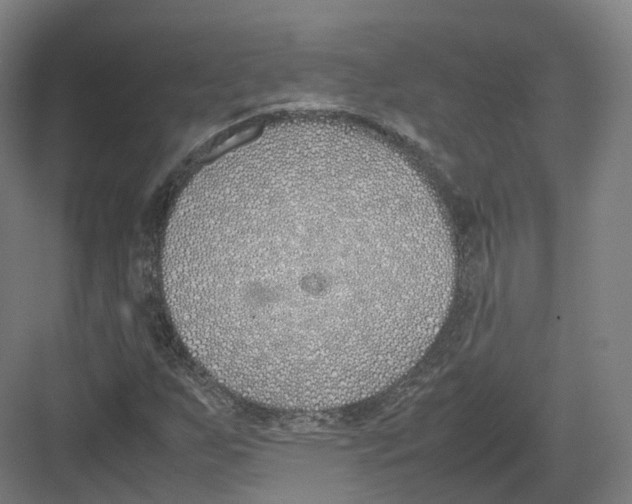 X0000082151255200702162159