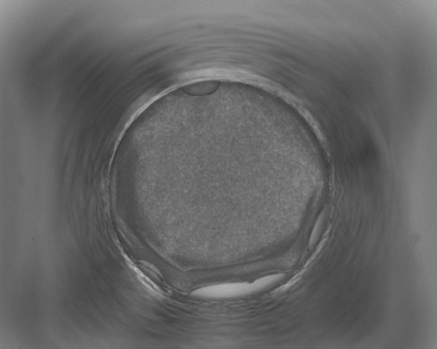 X0000082151529200702162155