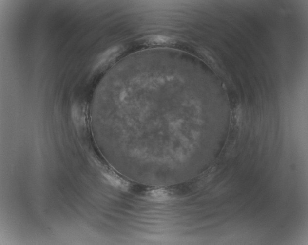 X0000082160423200701191246