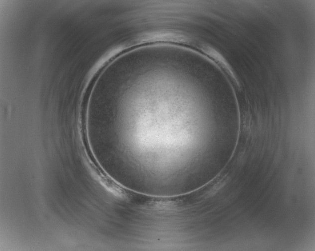 X0000082161043200701191236