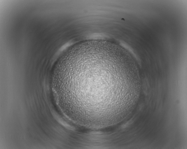 X0000082160203200701262343