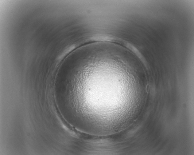 X0000082160433200701262338