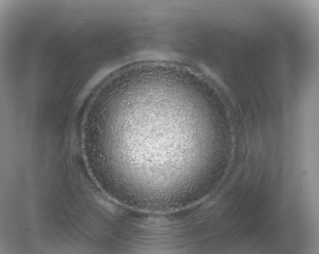 X0000082161215200701262325