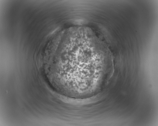 X0000082160043200702021712