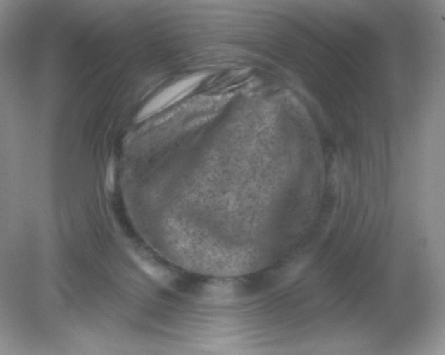 X0000082160076200702021712