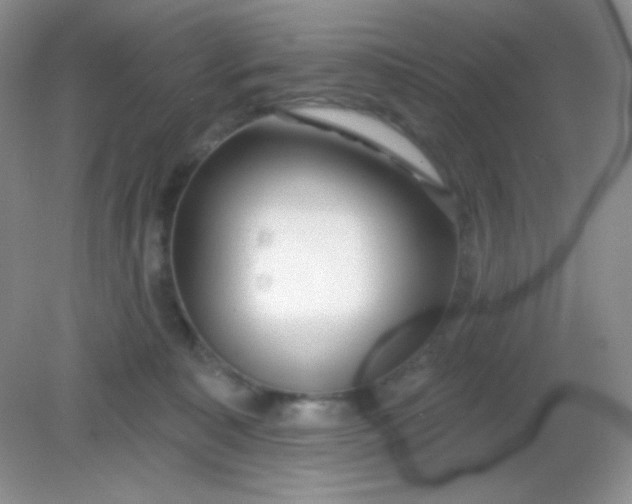 X0000082160323200702021707