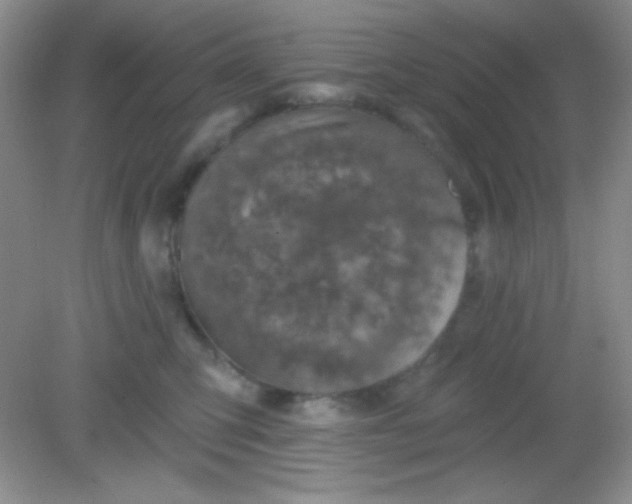 X0000082160423200702021706