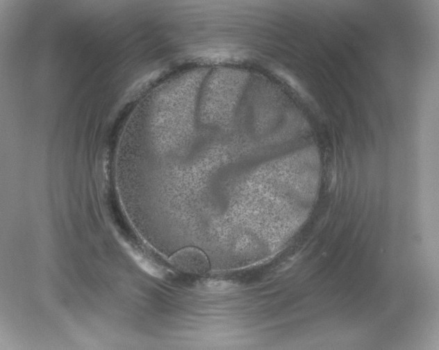 X0000082160590200702021703