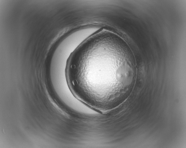 X0000082160734200702021700