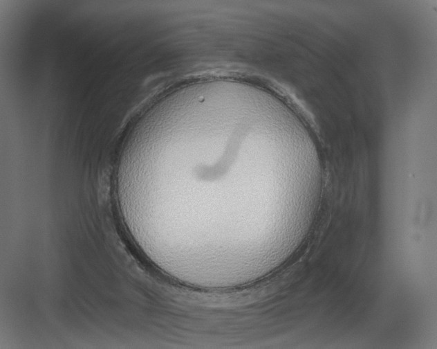 X0000082160010200702092229