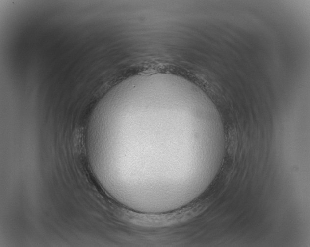 X0000082160034200702092229