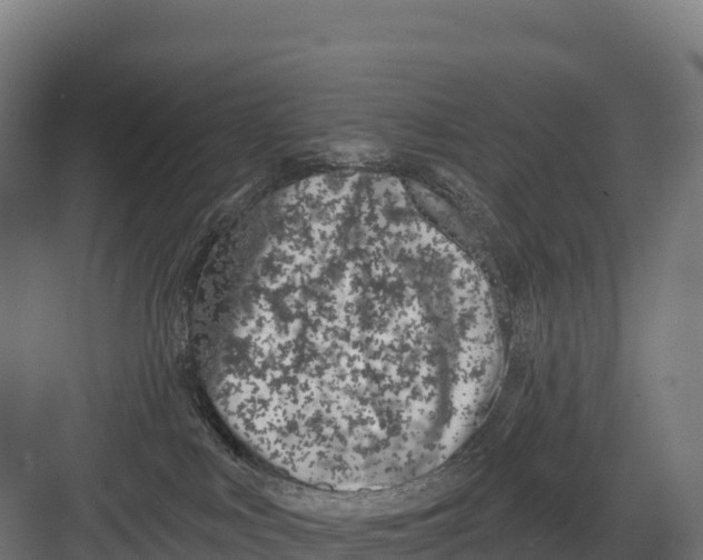 X0000082160043200702092229