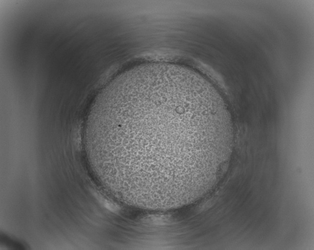 X0000082160065200702092228