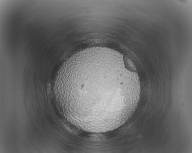 X0000082160087200702092229