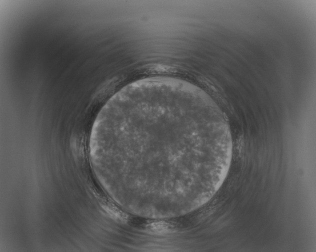 X0000082160423200702092222