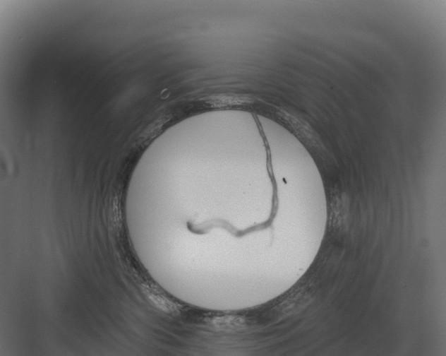 X0000082160426200702092222