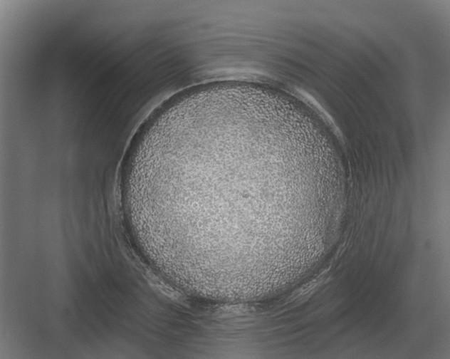 X0000082160883200702092215