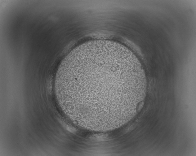 X0000082160065200702162245