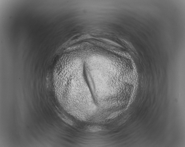 X0000082160409200702162239