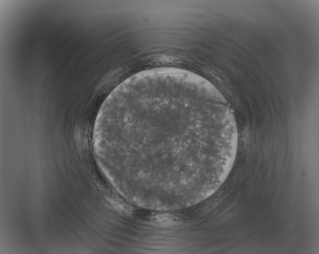 X0000082160423200702162239