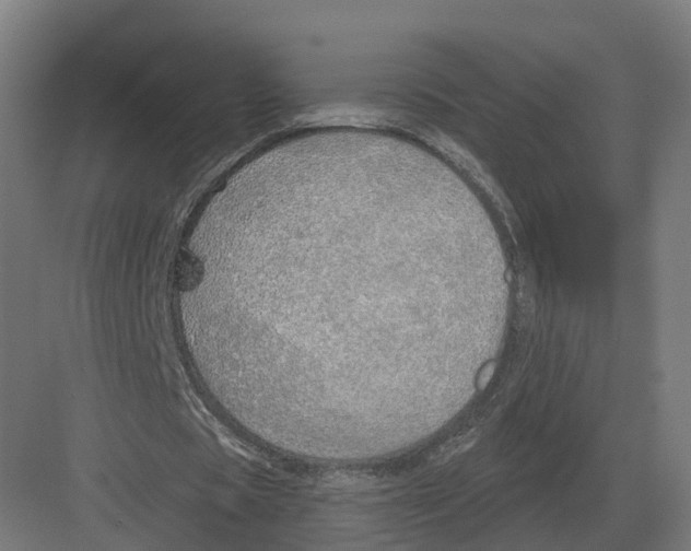 X0000082160529200702162237