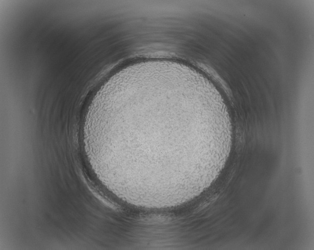 X0000082160533200702162237