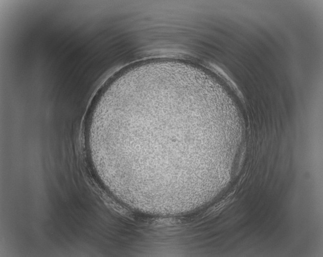 X0000082160883200702162231