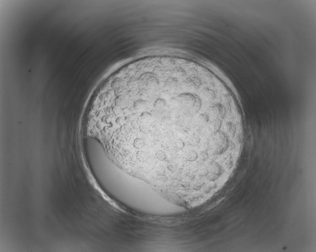 X0000082161053200702162229