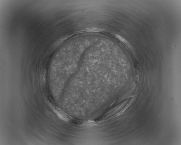 X0000082161161200702162227