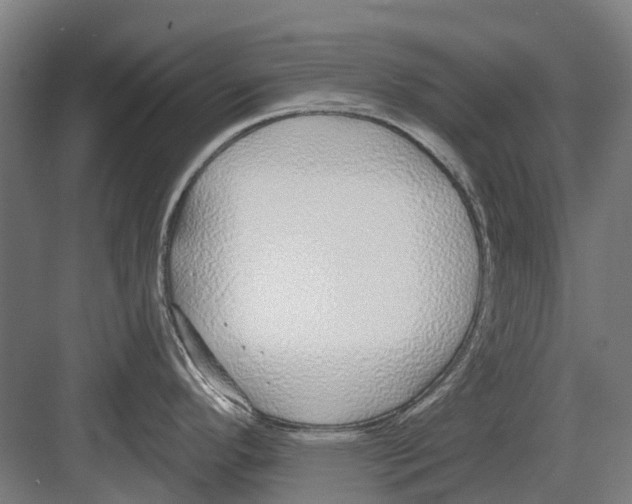 X0000082161296200702162225