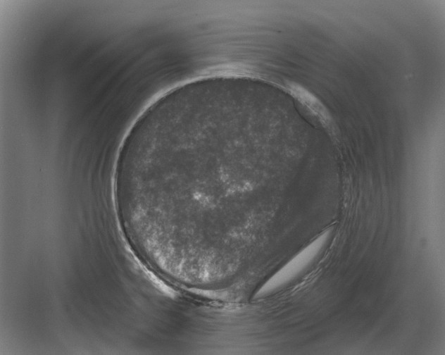 X0000082161334200702162224