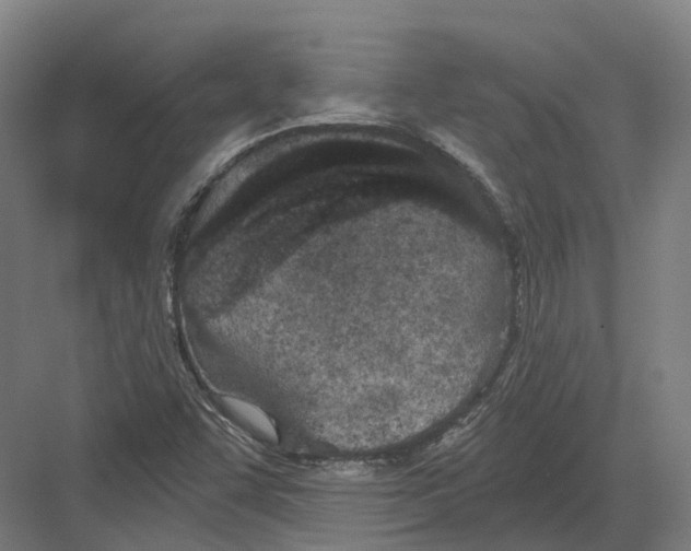 X0000082161455200702162222