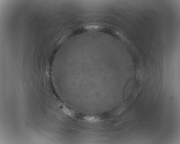 X0000082170561200701191310