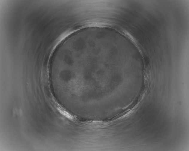 X0000082170779200701191306