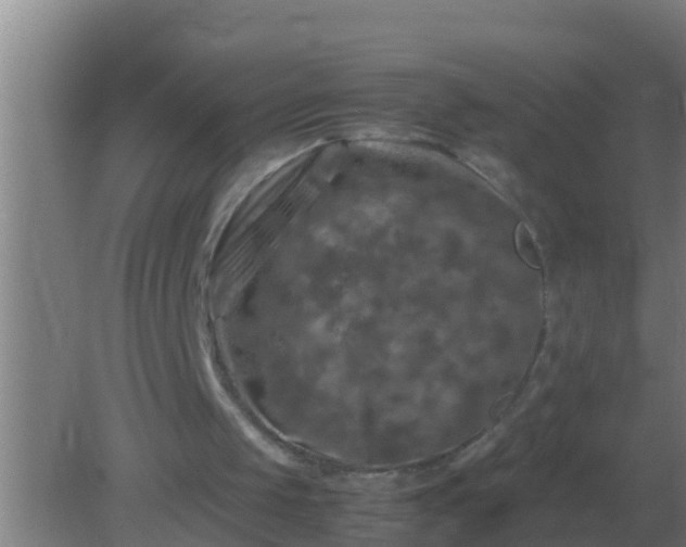 X0000082170049200701270010