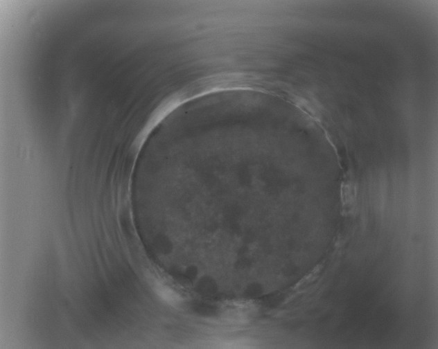 X0000082170099200701270010