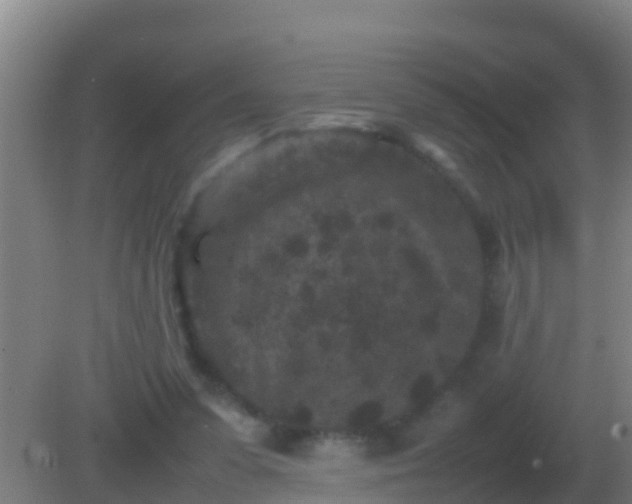 X0000082170303200701270007