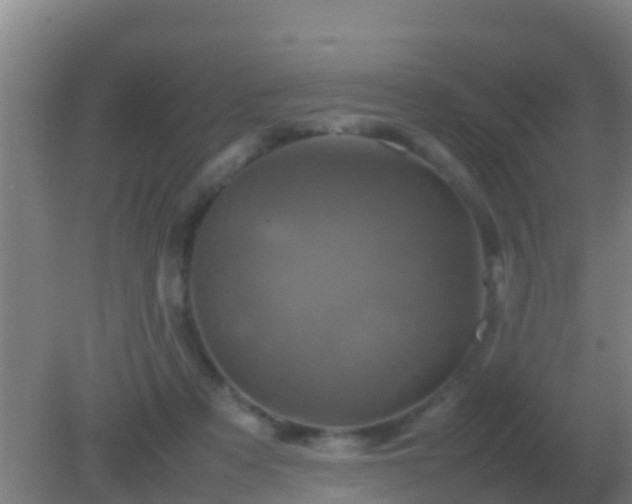 X0000082170313200701270007