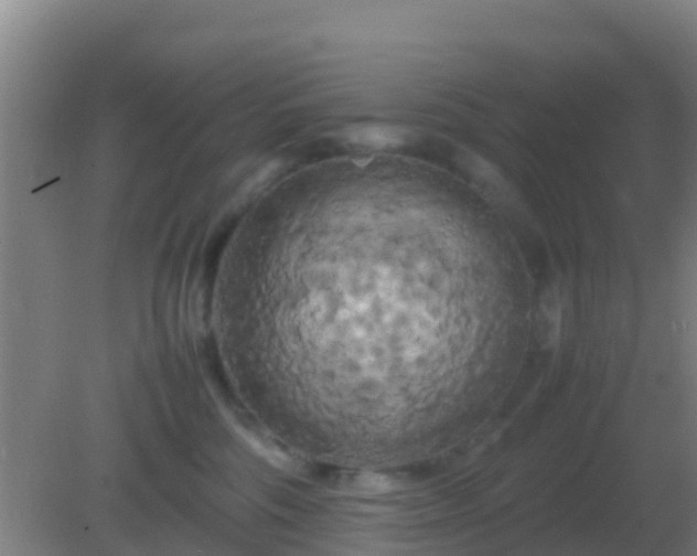 X0000082170330200701270006