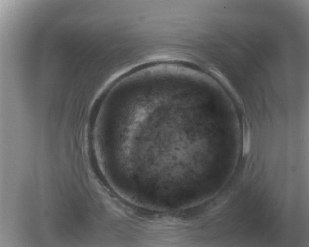 X0000082170387200701270005