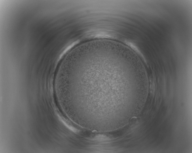 X0000082170390200701270005