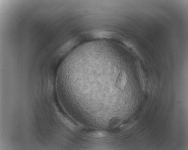 X0000082170402200701270005