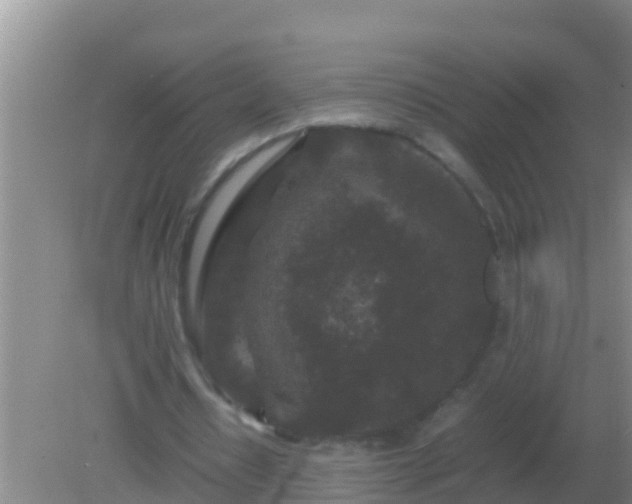 X0000082170434200701270004