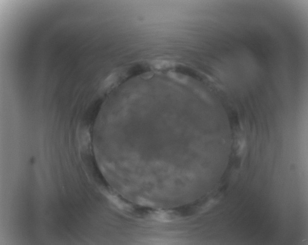 X0000082170523200701270003